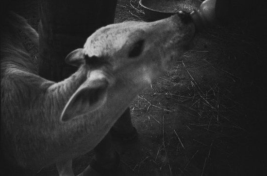 Animal Aid Unlimited